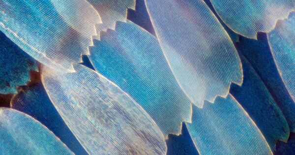 Image for twitter card